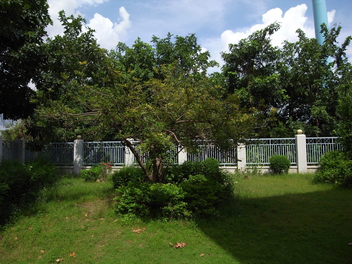 Large Garden 5 Bedroom Villa For Rent In Tonle Bassac | Phnom Penh Real Estate